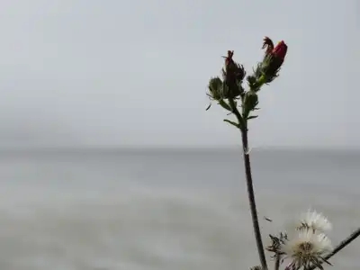 Fleurs sauvages en bord de mer