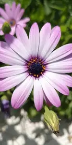 Marguerite violette