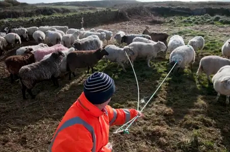 Propriétaire récupérant ses animaux à la foire aux moutons d'Ouessant