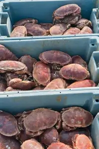 Bacs de pêche remplis de crabes de type tourteau (également appelé dormeur)