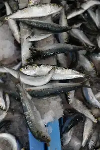 Sardines dans la glace au sein d'une conserverie