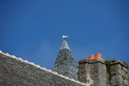 Goéland sur les toits de Roscoff