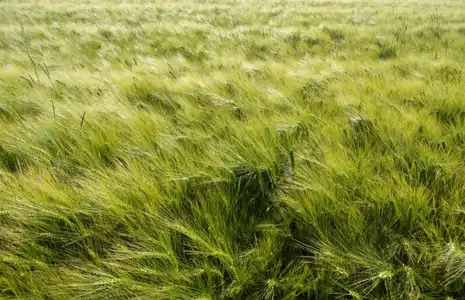 Bourrasque de vent sur le champ de blé vert