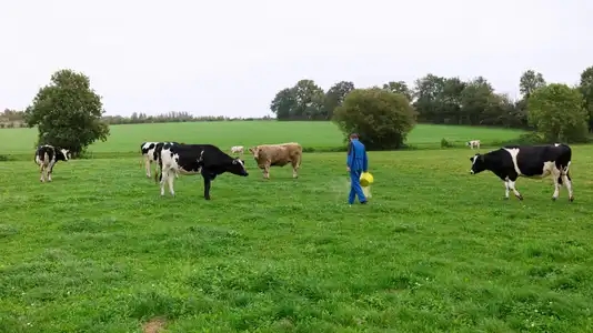 Vaches au pré & agriculteur
