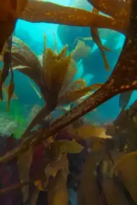 Plongée entre les algues