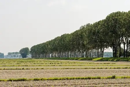 alignement d'arbres sur un talus protégeant les polders