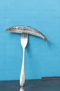 Une sardine enfourchée