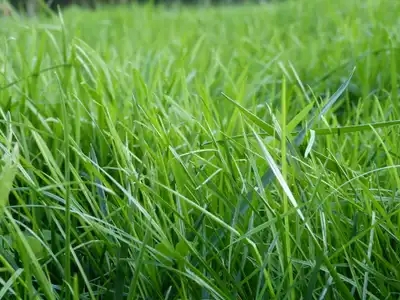 Pelouse avec herbe haute