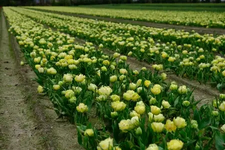 Série des champs de fleurs de plomeur - 4