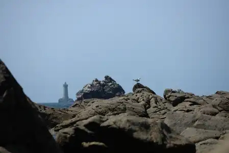 Porspoder, presqu'île Saint-Laurent, mouette, goéland, phare du Four
