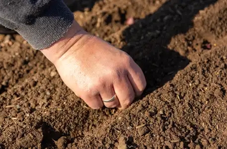 main d'homme qui plante des oignons