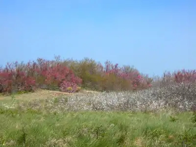 Tamaris et prunelle du printemps, couleurs de la dune, Bretagne