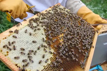 Apiculteur ouvrant sa ruche pleine d'abeilles