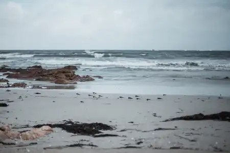 Un groupe de tournepierres à collier devant une mer déchaînée