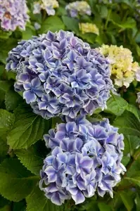 Fleurs bleues et blanches d'hortensia