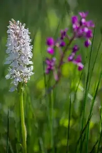 Orchidées sauvages en fleur