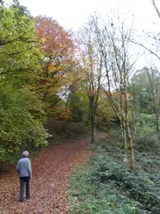 Marche en forêt