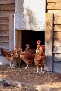 Elevage de poulets fermiers
