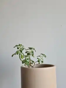 Succulente dans un pot