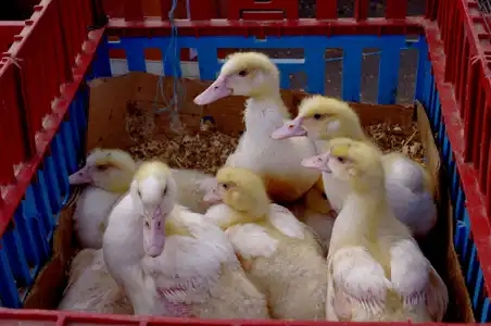 Jeunes canards en vente au marché de la Guerche-de-Bretagne