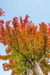 arbre et ses jolies feuilles rouges