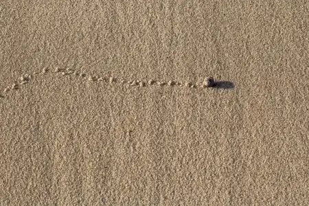 Bigorneau traçant sa route sur le sable