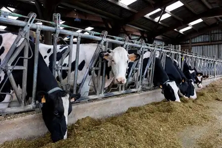Vaches se nourrissant de fourrage à l'étable