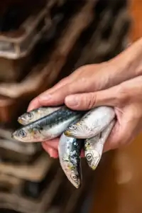 Prise en main délicate de sardines