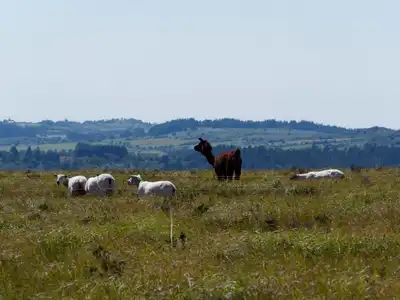 Alpaga noir et moutons broutant la lande dans les Monts d'Arrée