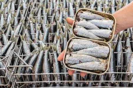 Sardines en boîte, au dessus de la ligne de production