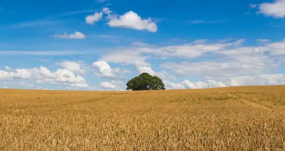 Un arbre dans un champs, tout seul