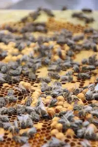Essai d'abeilles sur leur cadre