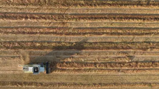 Vue aérienne de la récolte du sarrasin dans un champ