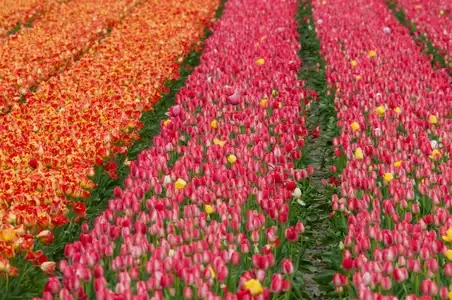 Champ de tulipes multicolores en pays bigouden