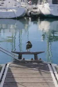 Oiseau marin sur un ponton