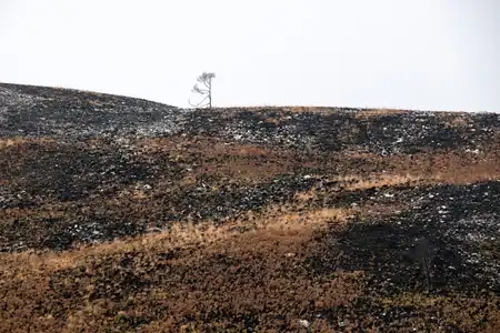 Monts d'arrée, végétation après les incendies