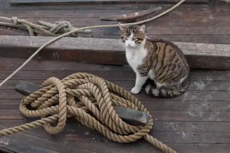 Chat marin sur le pont d'un bateau