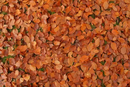 Tapis de feuilles d'automne