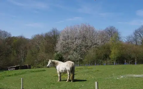 Un bardot, cheval hybride