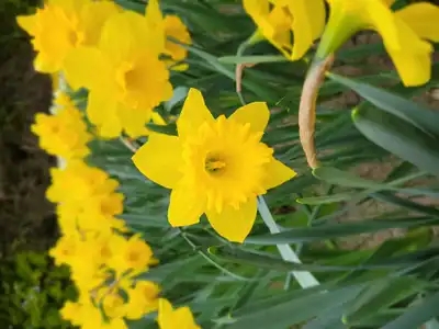 Jardin fleuris de jonquilles jaunes
