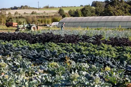 Maraîchage en Bretagne : agriculteur récoltant choux et poireaux