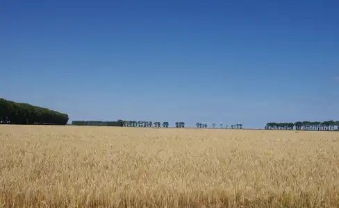 Champ de blé sur polder