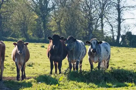 troupeau de vache à Bourbriac