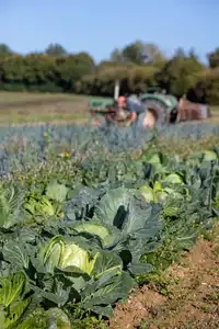 Maraîchage en Bretagne : agriculteur récoltant choux et poireaux