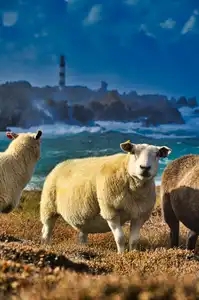 moutons de l'ile d'Ouessant