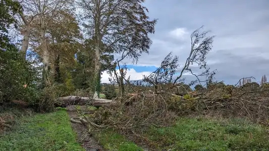 tempête ciaran arbre tombé