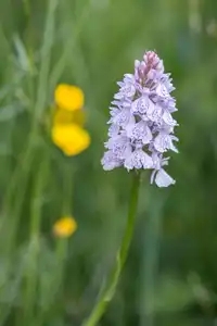 Orchidée sauvage en fleur