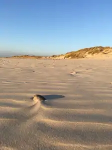 Dune de Tronoën et son sable au soleil couchant d'octobre