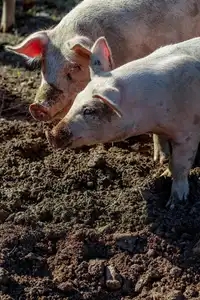 Elevage porcin à la ferme