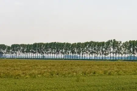 alignement d'arbres sur un talus protégeant les polders